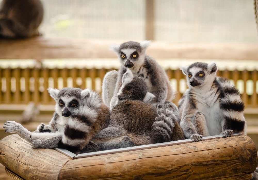 Cuánto Cuesta Viajar a la Isla de Madagascar